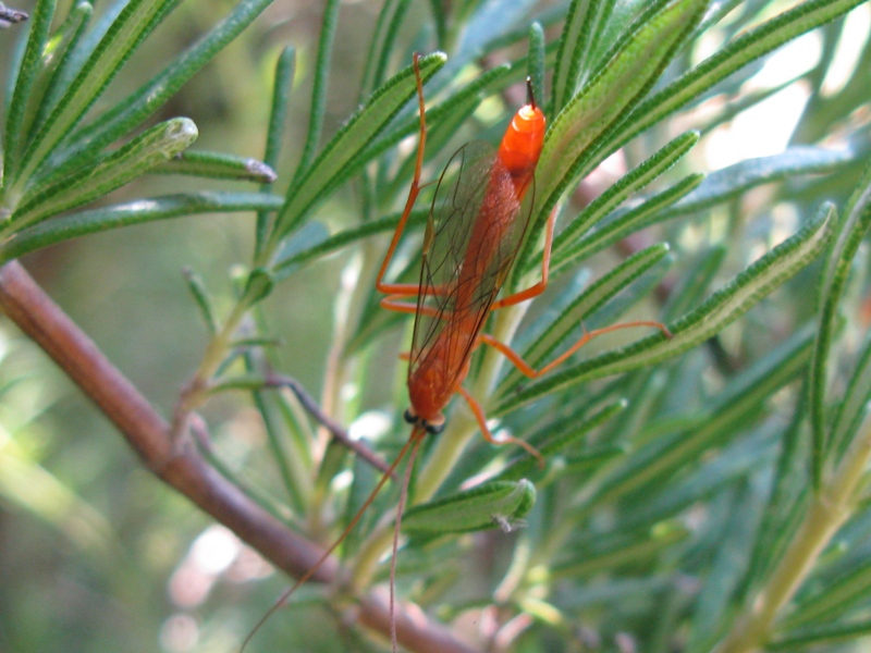 determinazione Ichneumonidae???